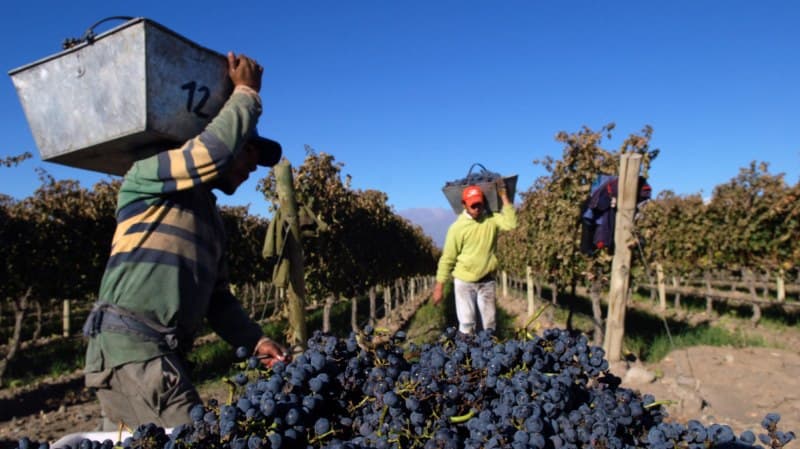 Por primera vez inscriben la uva malbec en cosecha y acarreo