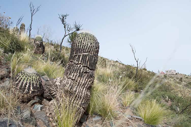 Suman plantas nativas para revegetar Las Vegas