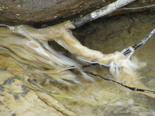 Impulsan un protocolo turístico para prevenir el avance del alga didymo