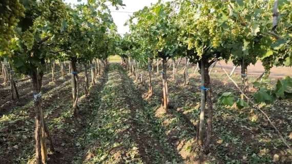 5 distritos de Luján declarados en Estado de Emergencia o Desastre Agropecuario.