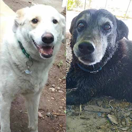 Buscan a dos conocidos perros comunitarios de Chacras de Coria