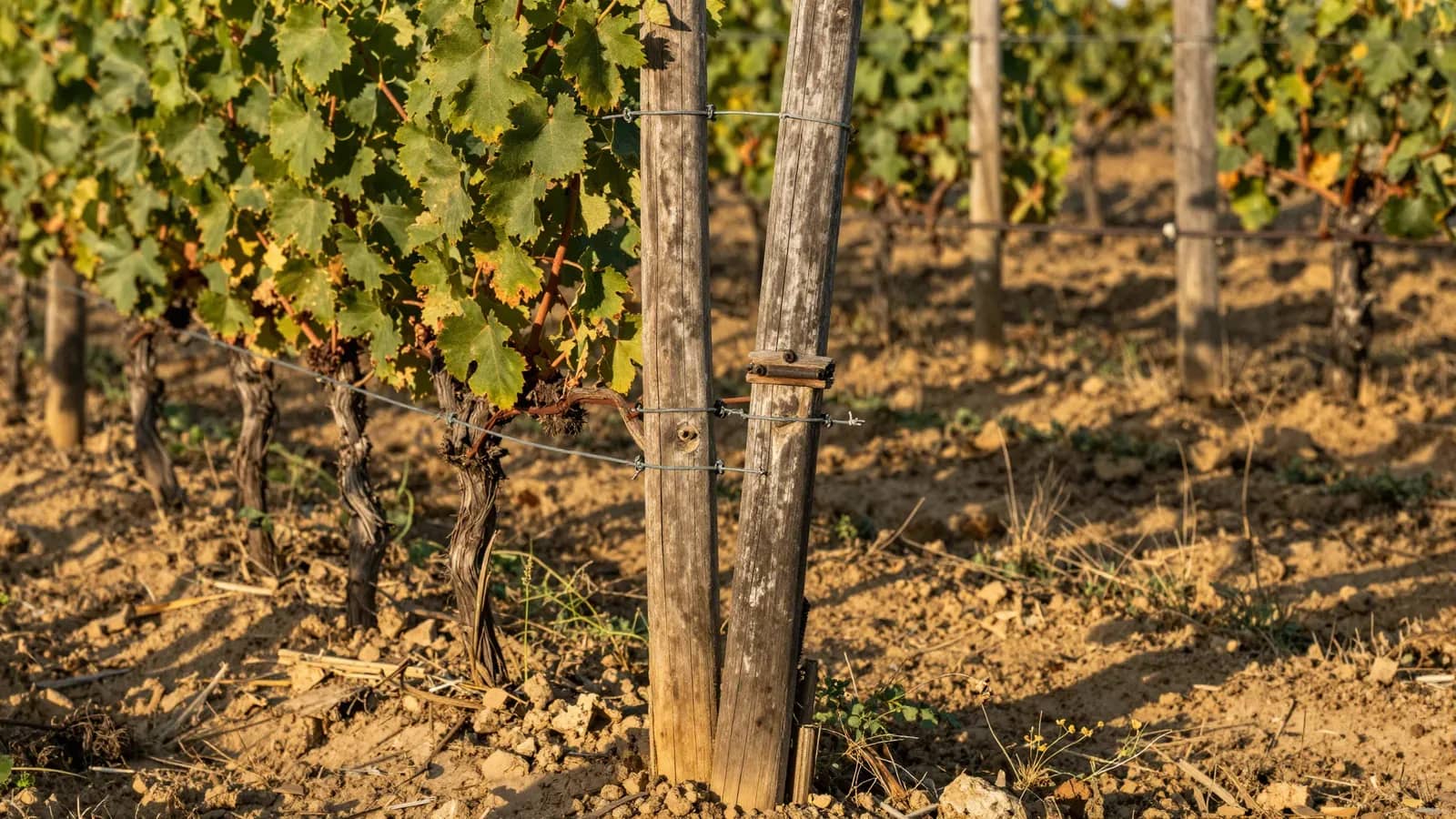Viña del Valle de Uco con parras de uva mostrando signos de estrés hídrico y envejecimiento, con postes de madera de sostén y suelo árido de tierra